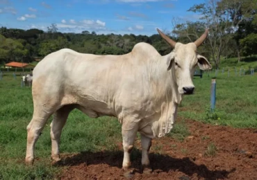 ovino