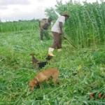 Agricultor-familiar-em-Mineiros_Emprapa