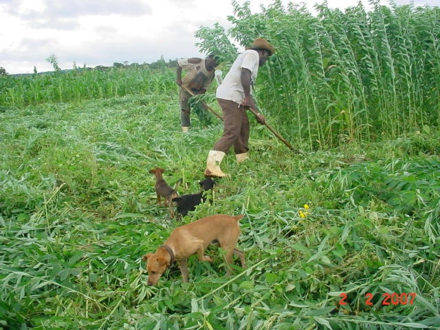 Agricultor-familiar-em-Mineiros_Emprapa