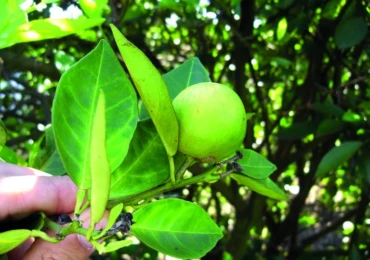 AGRODEFESA_HLB_FOTO_FUNDECITRUS3