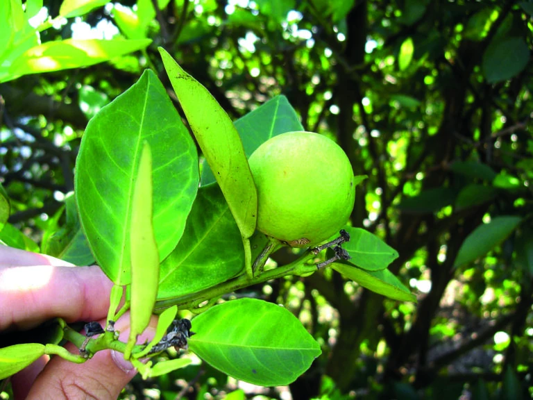 AGRODEFESA_HLB_FOTO_FUNDECITRUS3