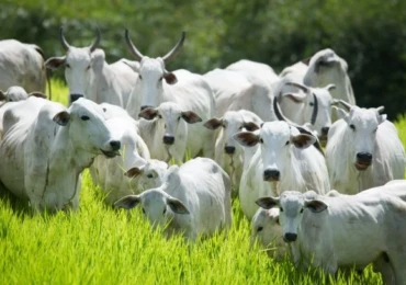 rebanho agrodefesa