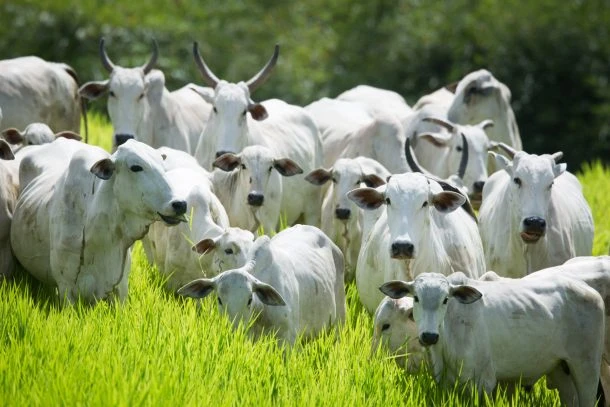 rebanho agrodefesa