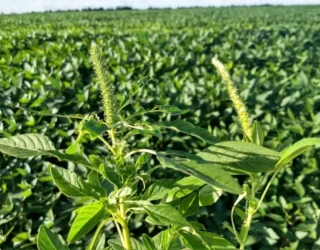 agradefesa