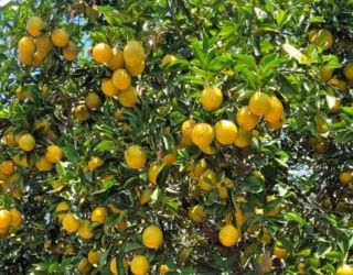 agro citros