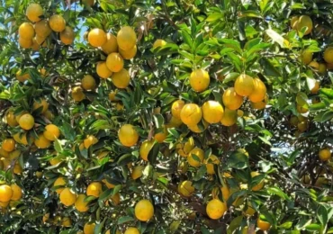 agro citros