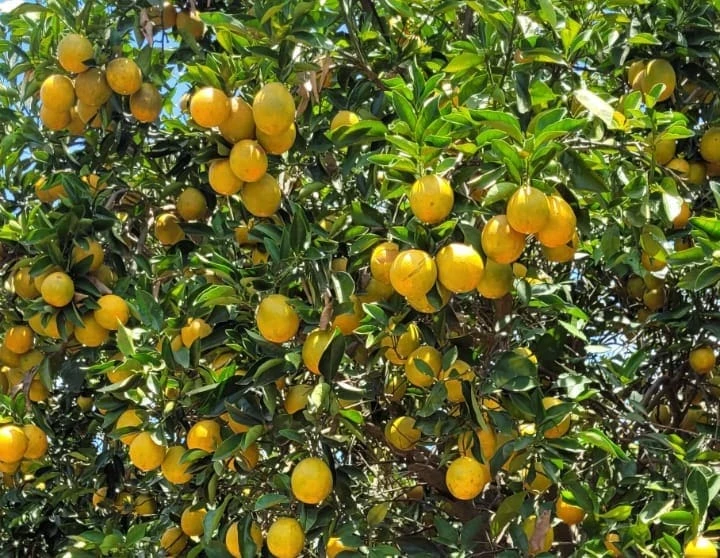 agro citros