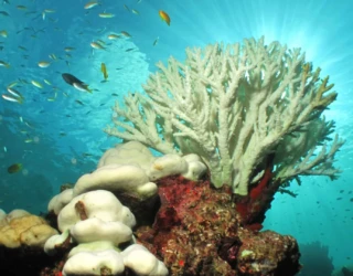 coral-branco-1920x1080