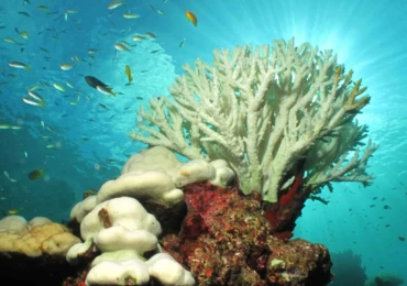 coral-branco-1920x1080