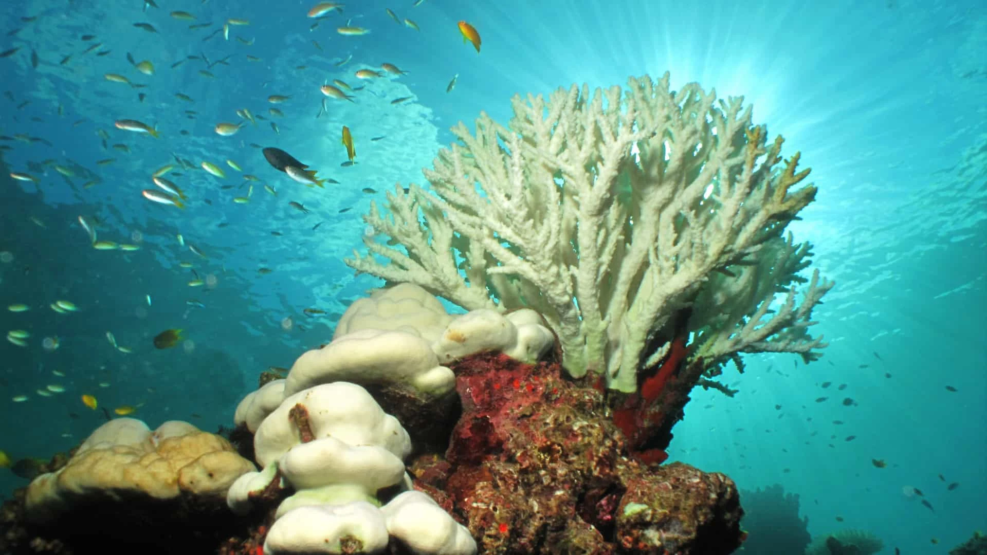 coral-branco-1920x1080