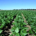 ECONOMIA_GOIAS_REDUZ_EM_60_POR_CENTO_TRIBUTACAO_DO_FEIJAO