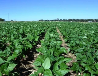ECONOMIA_GOIAS_REDUZ_EM_60_POR_CENTO_TRIBUTACAO_DO_FEIJAO