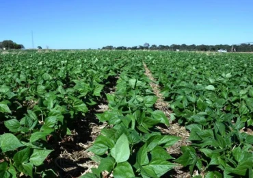 ECONOMIA_GOIAS_REDUZ_EM_60_POR_CENTO_TRIBUTACAO_DO_FEIJAO