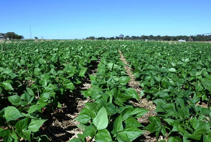 ECONOMIA_GOIAS_REDUZ_EM_60_POR_CENTO_TRIBUTACAO_DO_FEIJAO
