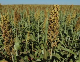 sorgo