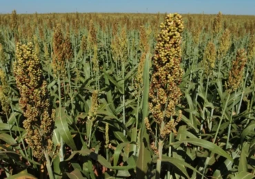 sorgo