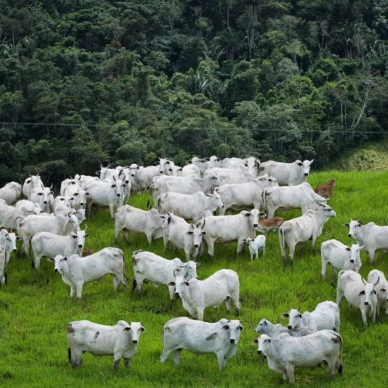 agro gados