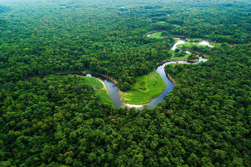amazonia greenpeaced