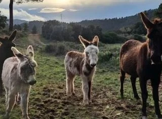burros