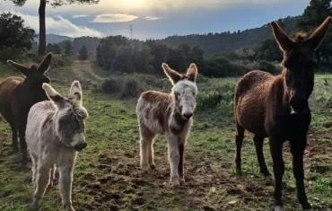 burros