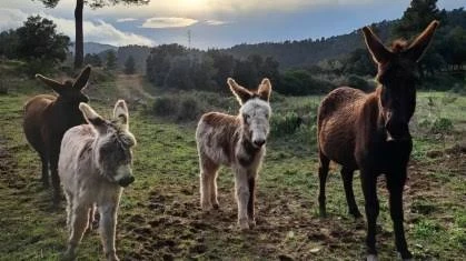 burros