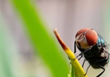 mosca varejeira