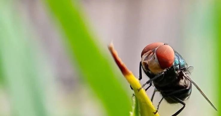 mosca varejeira