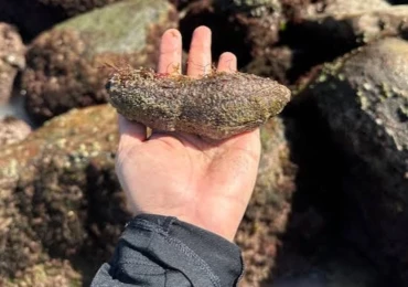 pepino-do-mar