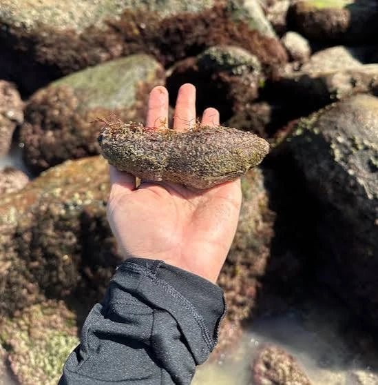 pepino-do-mar
