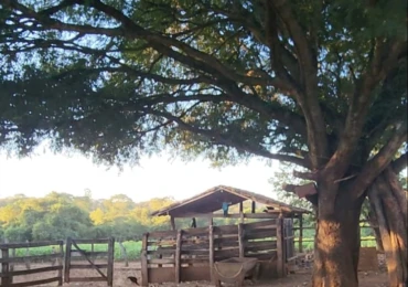 porteira