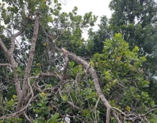 Alerta ventania_Equatorial Goiás (2)