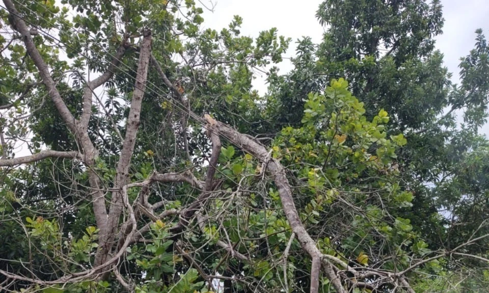 Alerta ventania_Equatorial Goiás (2)