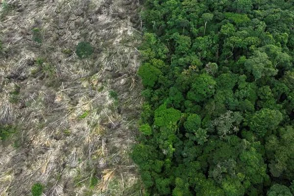 amazonia desmatamento