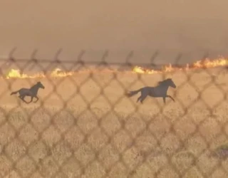 cavalos incendios