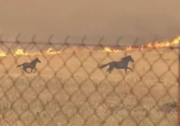 cavalos incendios