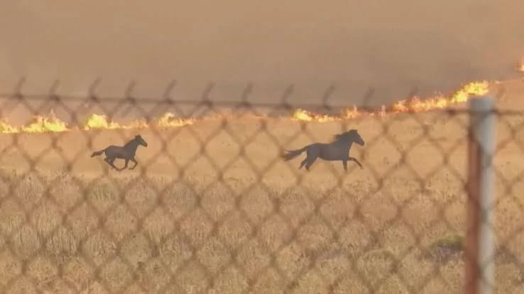 cavalos incendios