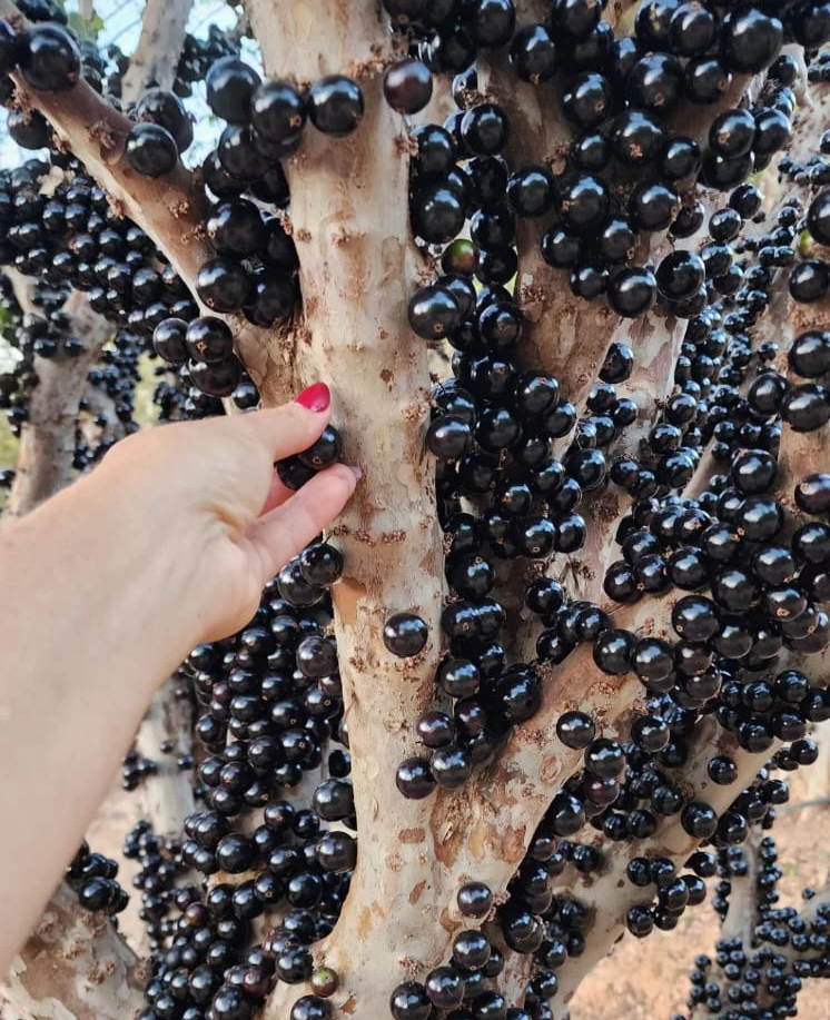 jabuticabas