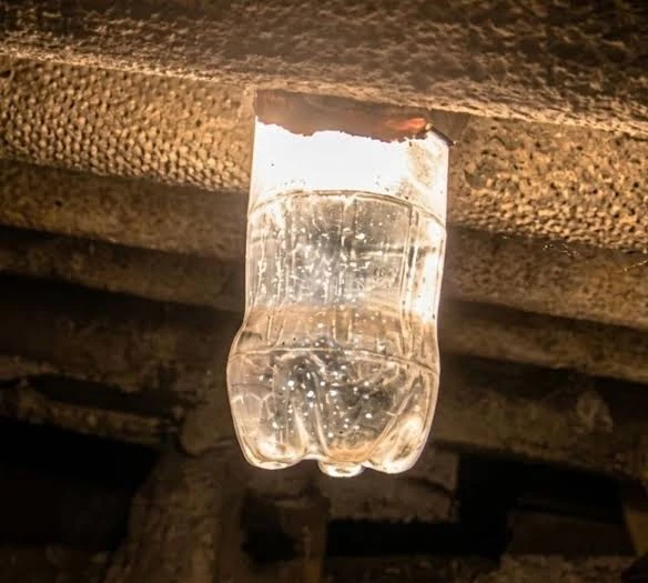 lampada pet