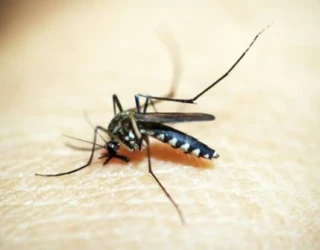 mosquito