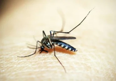 mosquito