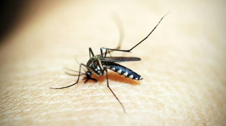 mosquito
