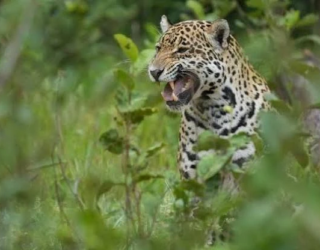 onça pintada