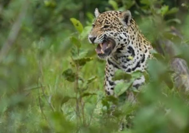 onça pintada