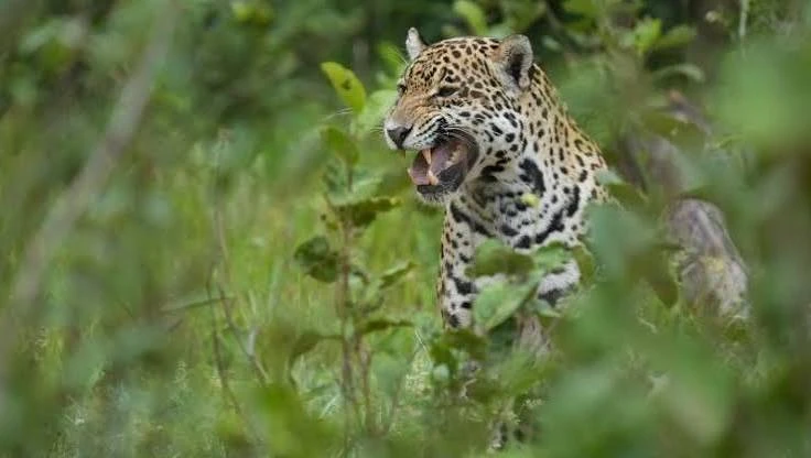 onça pintada