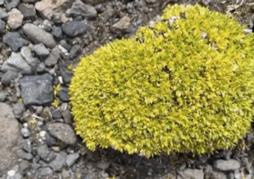 planta
