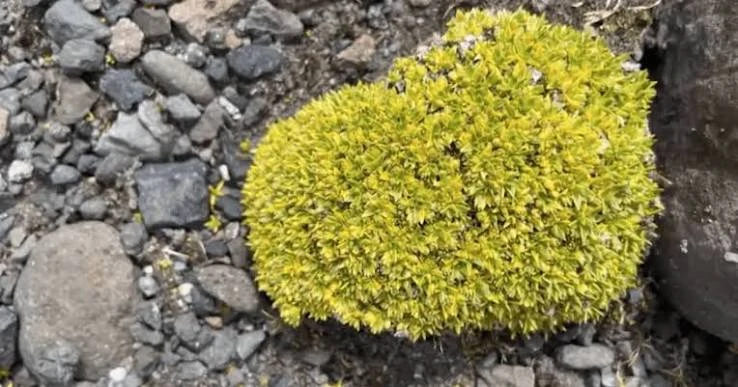 planta