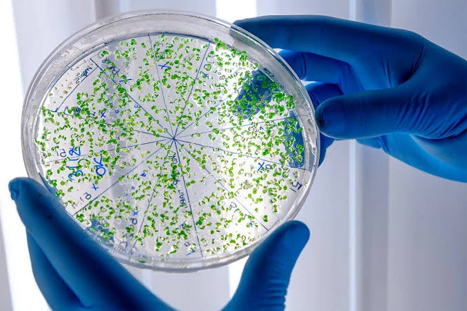 bacteria