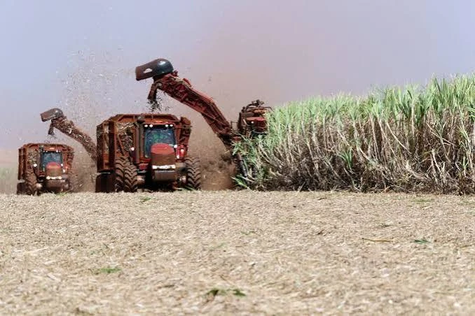biomassa