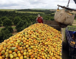 laranjas