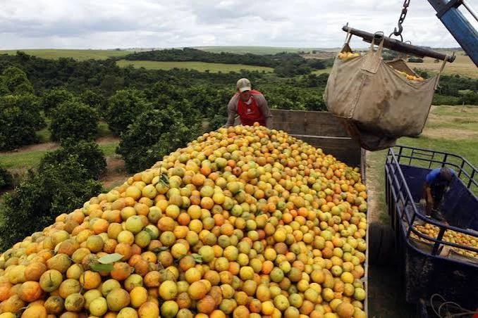 laranjas